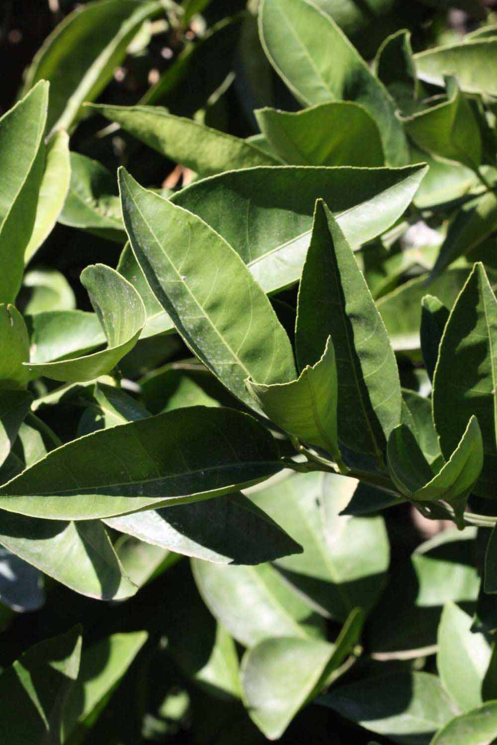              Sun leaves (Riverside, CA)       